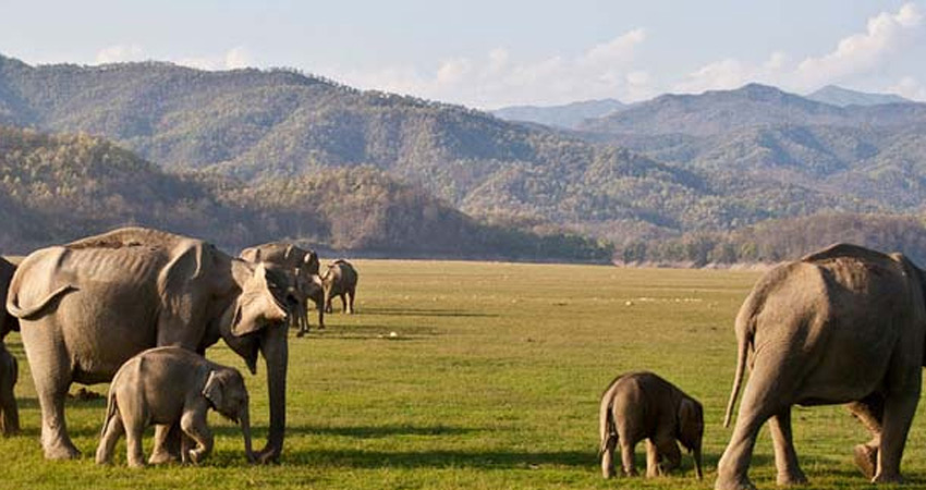 Jeep Safari ,Corbett national park