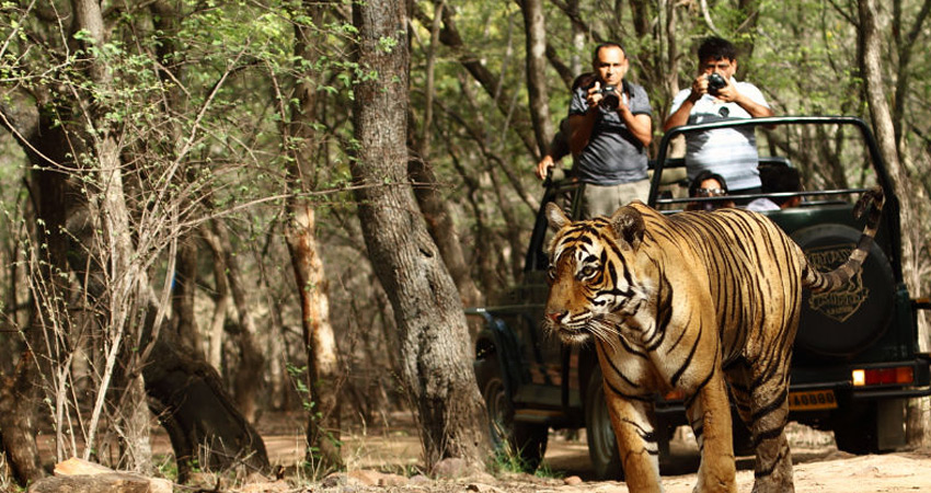 Jeep Safari ,Corbett national park