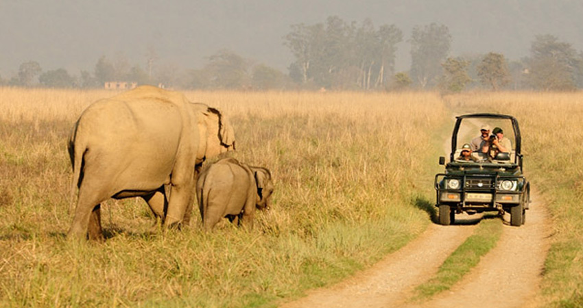 Jeep Safari ,Corbett national park